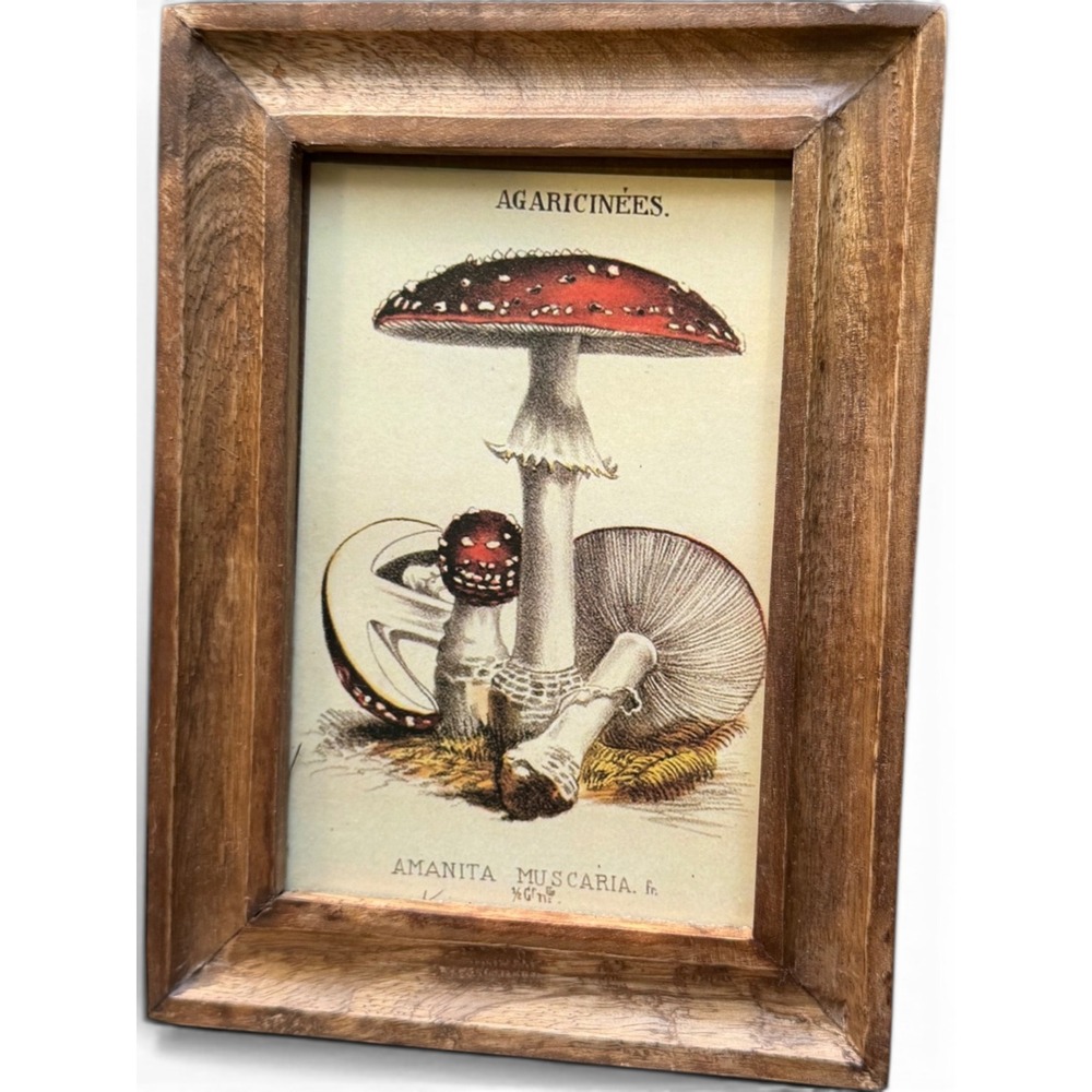 Vintage Framed Mushroom Botanical Print Amanita Muscaria Fly Agaric Wood Frame